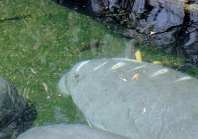 g3/72/541772/3/58988617.manatees.jpg