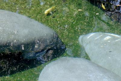g3/72/541772/3/58988618.manatees3.jpg