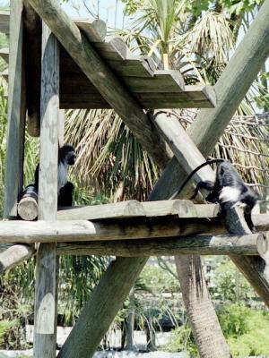 g3/72/541772/3/58988619.monkeys.jpg
