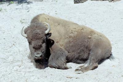 g3/72/541772/3/58988620.onebuffalo.jpg