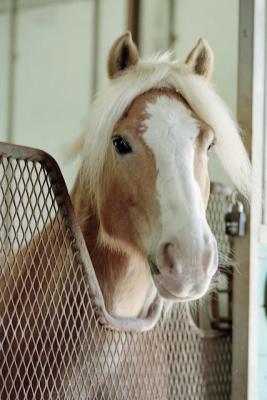 g3/72/541772/3/58988622.pony2.jpg