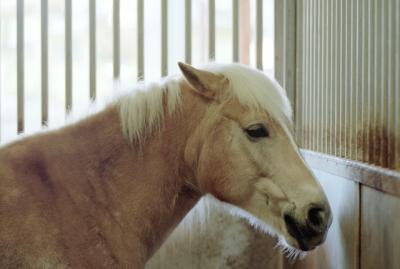 g3/72/541772/3/58988623.pony3.jpg