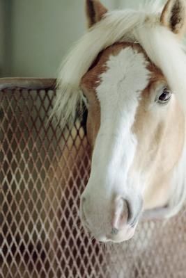 g3/72/541772/3/58988624.ponygate.jpg