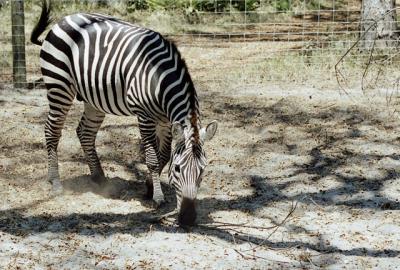 g3/72/541772/3/58988627.zebra.jpg