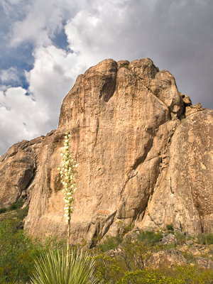 Yucca and rock