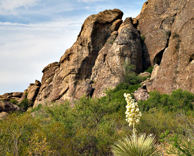 Yucca and rocks #2