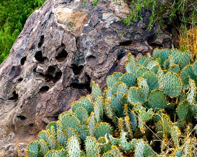 Rock and cactus
