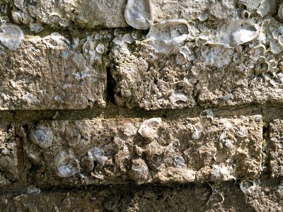 Detail of shellcrete bricks