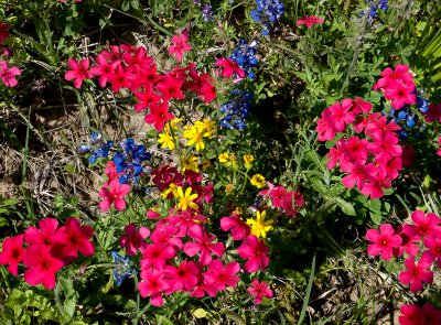 Wild flowers #2, 2010