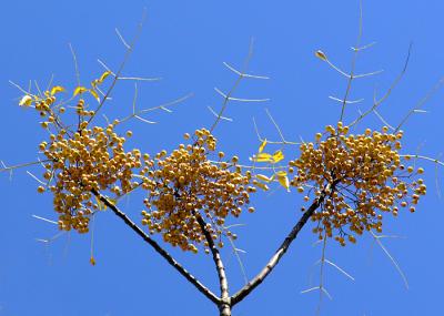 Chinaberrys