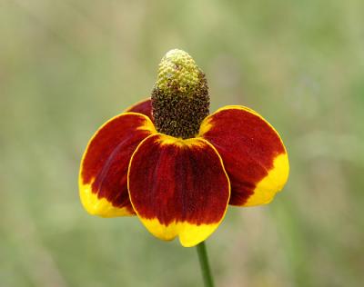 Mexican hat