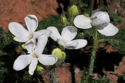 Bull nettle