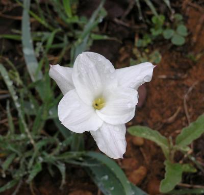 Rain lilly