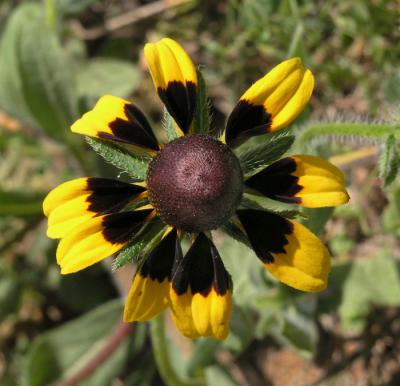 Brown-eyed susan