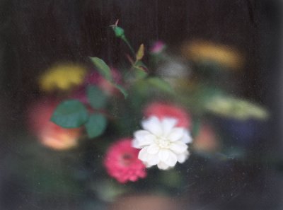 Flowers through frosted window, Bastrop,Texas
