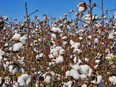 waynes cotton adjusted2