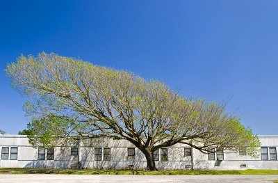 Odd tree