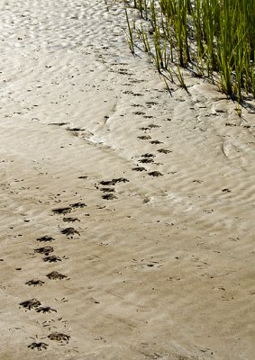 Tracks