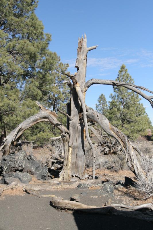 Dead Tree