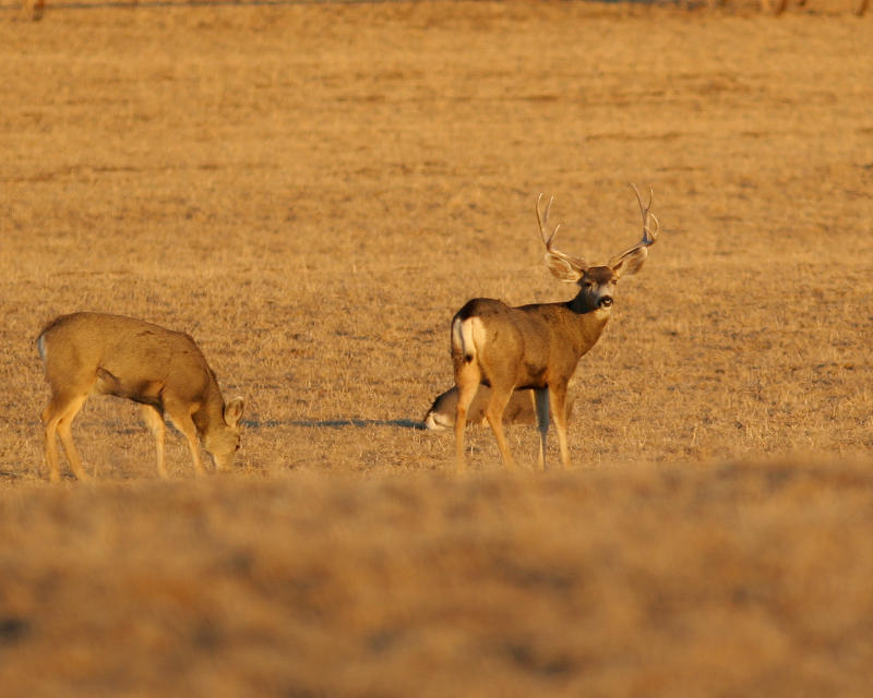 Last of the golden hour Deer