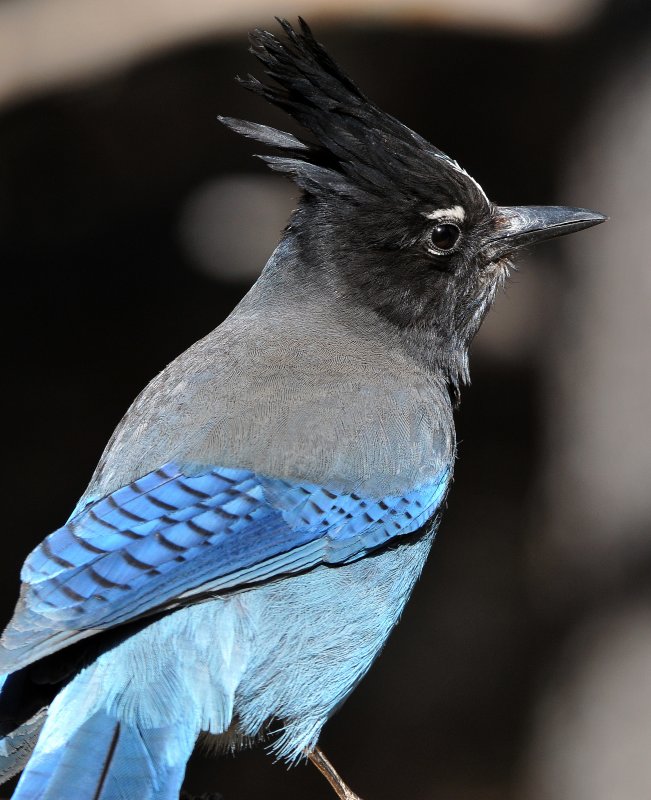 Stellar Jay