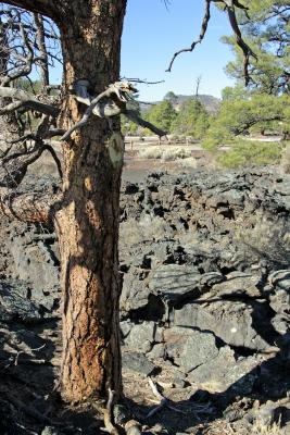 tree out of the lava