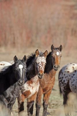 Portrait of some Horses