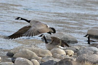 Canadian Geese on the Animas
