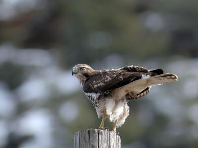 Young Red Tail