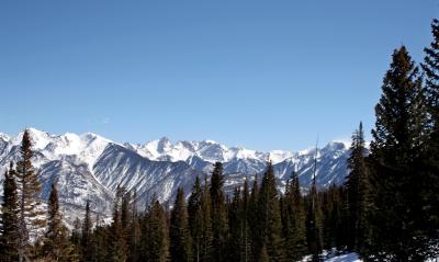 Needles in winter