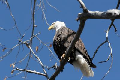 Bald Eagle Along the Animas.