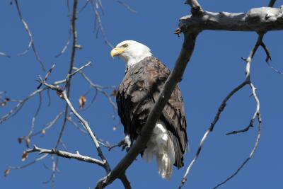 Eagle along the Animas