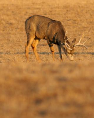 Dinner Buck