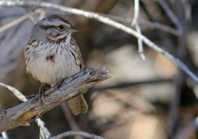 Song sparrow along the Animas River