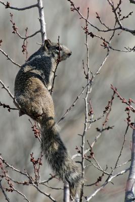 Ground Squirrel