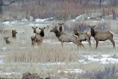 Wintering Elk in the Animas Valley