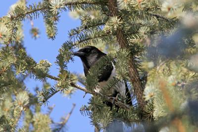 Magpie