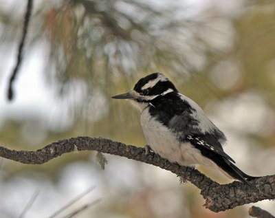 Female Hairy Woodpecker