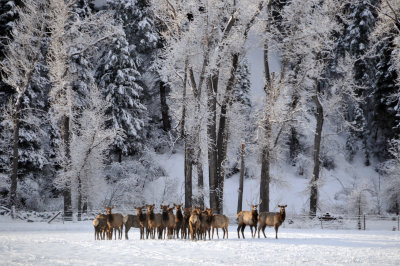 Spring snow and herd of elk