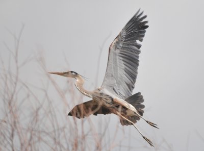 Great Blue Heron