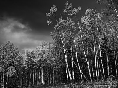 Approaching Storm - Banff National Park - 36x27.jpg