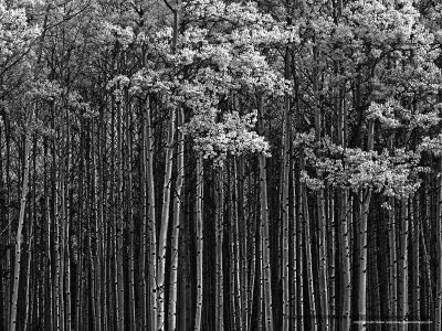 Aspen Grove I - 36x27.jpg