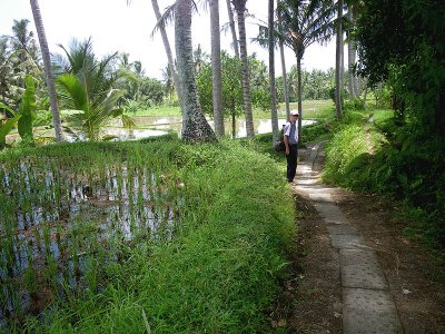 Walk through the rice fields