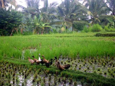 Ducks in the rice fields