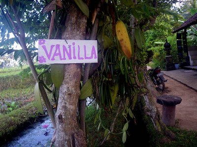Vanilla vine at small wayside stop in rice fields