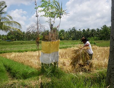 Harvesting rice