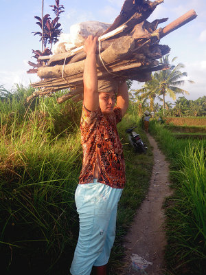 Woman worker in the rice fields