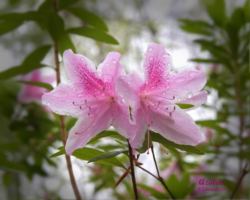 rain on Azalea