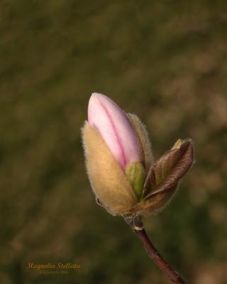 Magnolia stellata, `Pink Star', 3