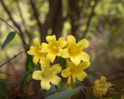 Yellow Jasmine in April
